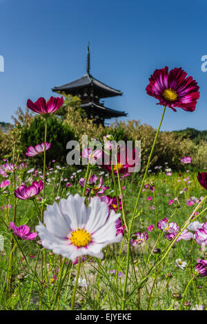 Fleurs Cosmos en face de Hokke-ji (法華寺) à Nara, au Japon. Banque D'Images