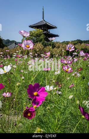 Fleurs Cosmos en face de Hokke-ji (法華寺) à Nara, au Japon. Banque D'Images