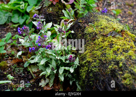 Pulmonaria longifolia Bertrum Anderson, herbe fleurs violettes feuillage panaché printemps bois ombragé Floral RM Banque D'Images