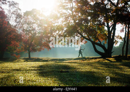 Les érables japonais silhouetté contre le soleil du matin. Feuilles rouges éparpillés sur l'herbe au premier plan. Banque D'Images