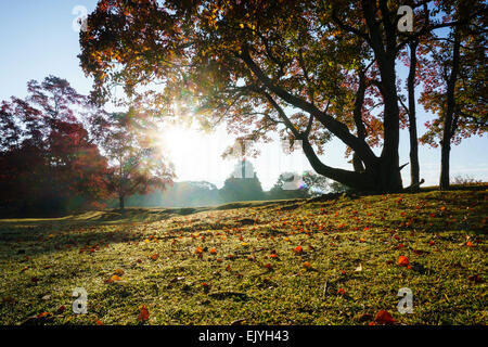 Les érables japonais silhouetté contre le soleil du matin. Feuilles rouges éparpillés sur l'herbe au premier plan. Banque D'Images