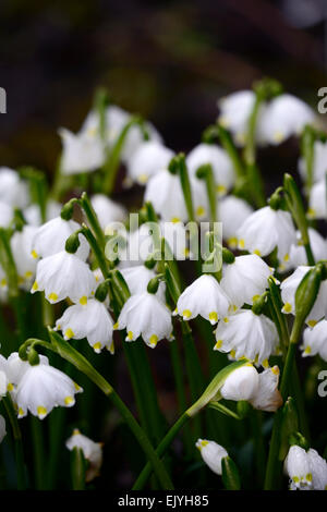 Leucojum vernum flocon de neige de printemps fleurs fleur bouquet fleur blanche formant la forme en forme de cloche Fleurs RM Banque D'Images