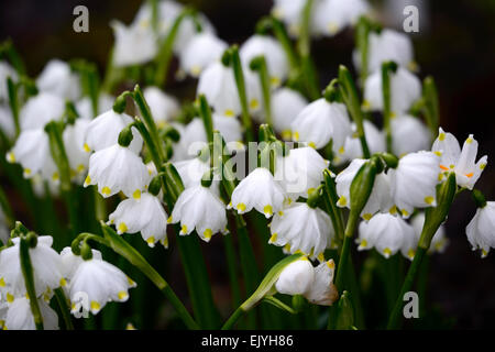 Leucojum vernum flocon de neige de printemps fleurs fleur bouquet fleur blanche formant la forme en forme de cloche Fleurs RM Banque D'Images
