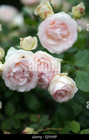 En fleurs roses dans le jardin du Palais Royal, Jardin du Palais Royal, Paris, France Banque D'Images