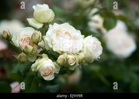 En fleurs roses dans le jardin du Palais Royal, Jardin du Palais Royal, Paris, France Banque D'Images