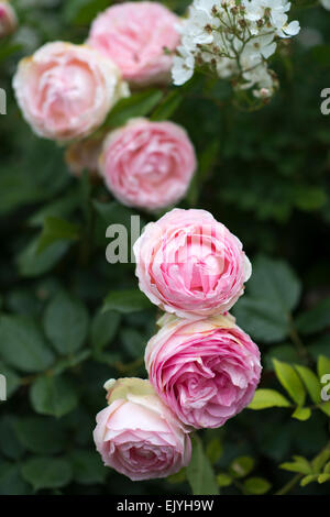 En fleurs roses dans le jardin du Palais Royal, Jardin du Palais Royal, Paris, France Banque D'Images