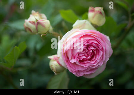 En fleurs roses dans le jardin du Palais Royal, Jardin du Palais Royal, Paris, France Banque D'Images