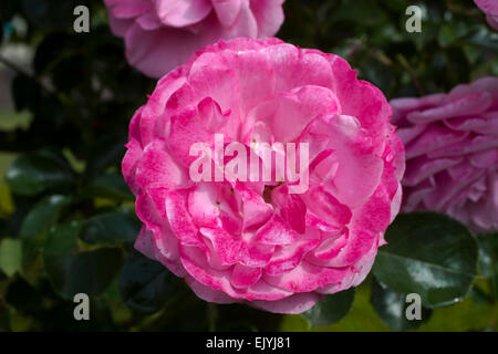 Rosa Royal Bonica Banque D'Images