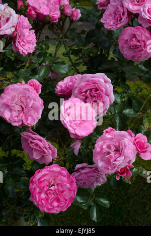 Rosa Royal Bonica Banque D'Images