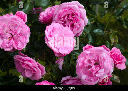 Rosa Royal Bonica Banque D'Images