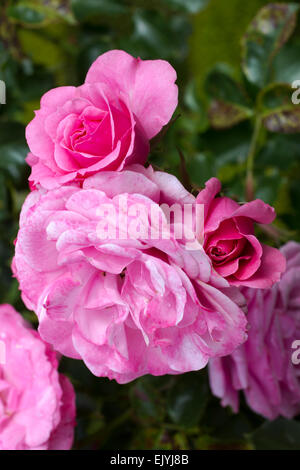 Rosa Royal Bonica Banque D'Images