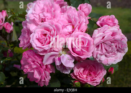 Rosa Royal Bonica Banque D'Images