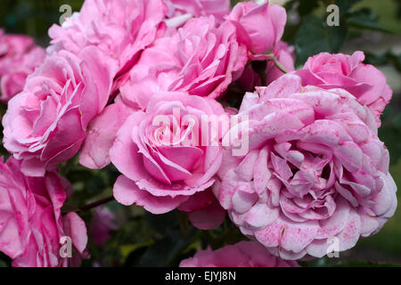 Rosa Royal Bonica Banque D'Images