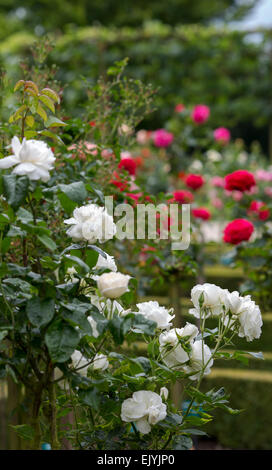 Rosa Schneewittchen, ou Rosa Iceberg, floribunda blanc rose à rose garden, Coloma, Belgique Banque D'Images