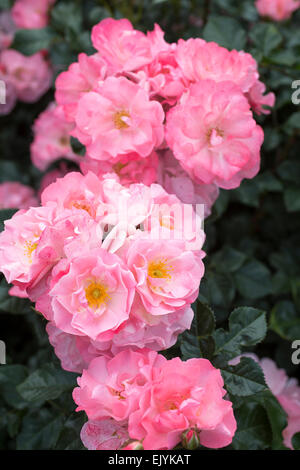 Rosa Jacky's favorite, rosier arbustif Banque D'Images