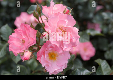 Rosa Jacky's favorite, rosier arbustif Banque D'Images