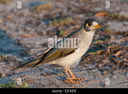 Noisy Miner (Manorina melanocephala) Banque D'Images