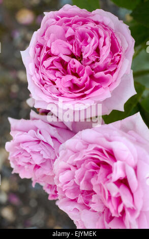 Rosa Comte de Chambord, Portland rose Banque D'Images