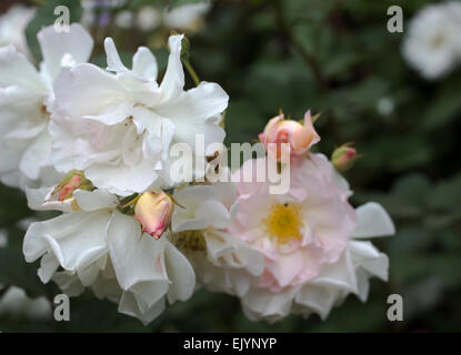 Penelope, Rosa rose musquée hybride Banque D'Images