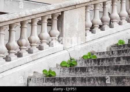 Les petites plantes vertes se développer par de vieux escaliers en pierre dans un parc de Paris, France Banque D'Images