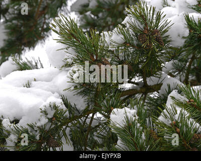 En pin avec la neige en hiver / Pinus silvestris / Wald Schnee und Kiefer im Winter Banque D'Images