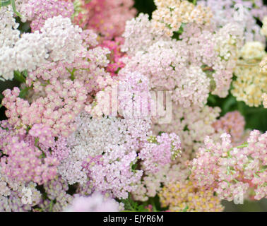 De couleur pastel, achillée millefeuille (Achillea millefolium) Banque D'Images