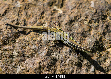 Lacerta agilis Lézard Sable Banque D'Images