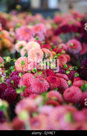 Orange, rouge et jaune cut dahlias Banque D'Images