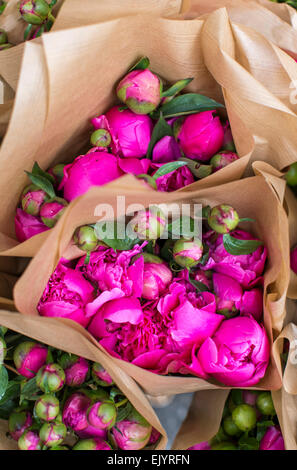 Les Pivoines rose en papier d'emballage brun au marché de Strasbourg, France Banque D'Images