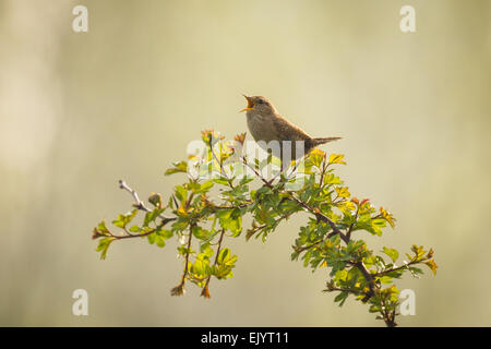 Troglodyte mignon (Troglodytes troglodytes) chantant une chanson. C'est tôt le matin au printemps, le soleil vient s'est Banque D'Images