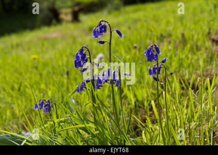 Bluebells (Hyacinthoides non-scripta) dans sunshine Banque D'Images