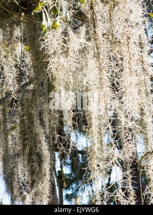 La mousse espagnole suspendu dans le sud de Live Oak Tree, Tampa, FL Banque D'Images