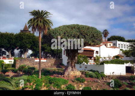 Arbre Dragon, Santa Cruz de Tenerife, Tenerife, Canaries, Espagne Banque D'Images