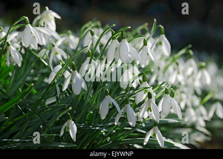 Gros plan des gouttes de neige blanches fleurs des neiges fleuries fleuries dans le jardin en hiver début de printemps Angleterre Royaume-Uni Grande-Bretagne Banque D'Images