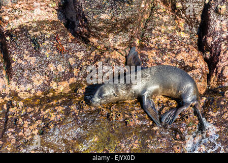 Sea Lion bébé sur des roches sur l'île Seymour Nord dans les îles Galapagos en Équateur Banque D'Images