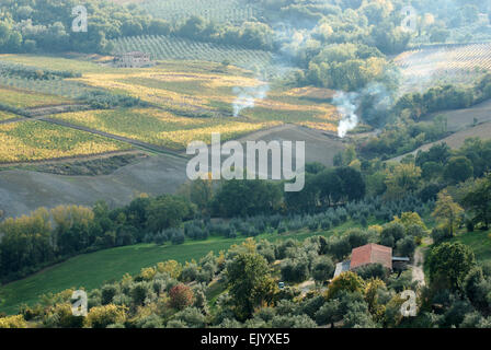 Vignes d'automne, Montepulciano, Italie Banque D'Images