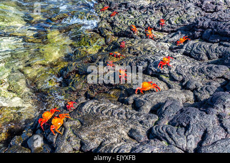 Lightfoot crabes sur la roche volcanique de l'île de Santiago dans les îles Galapagos en Équateur Banque D'Images