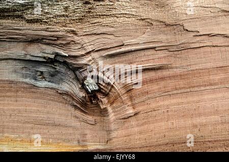 Motif fantastique sur un tronc d'arbre par une forte tempête Banque D'Images