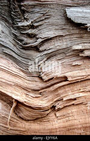 Motif fantastique sur un tronc d'arbre par une forte tempête Banque D'Images