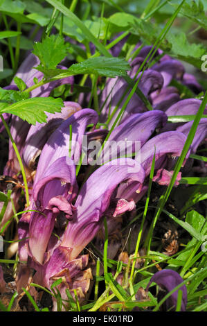 Toothwort pourpre (Lathraea clandestina) en fleurs Banque D'Images