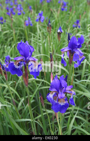 Iris de Sibérie / drapeau de Sibérie (Iris sibirica Iris / acuta) en fleurs Banque D'Images