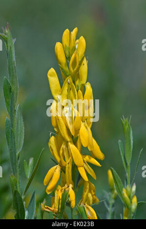 Dyer's Broom / Dyer's Greenweed / Dyer's Whin / Furze (Genista tinctoria) en fleurs Banque D'Images