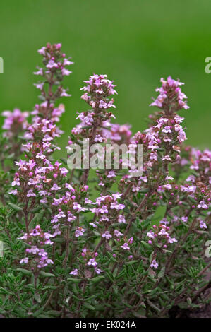 Thym thym commun / jardin / allemand le thym (Thymus vulgaris) en fleurs Banque D'Images