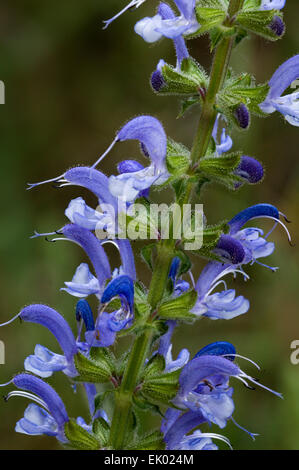Meadow clary / sauge (Salvia pratensis) en fleurs Banque D'Images