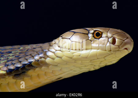 Cobra Royal (Ophiophagus hannah). Banque D'Images