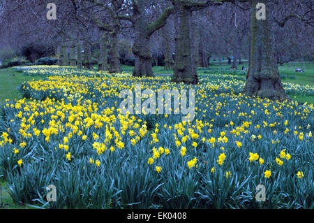 London, UK, 3 avril 2015. St James Park devant le palais de Buckingham a été occupé que les gens ont fait le plus d'un ciel couvert début de l'Easter Bank holiday pour apprécier les oiseaux et fleurs dans le parc. Les pélicans sont populaires avec la foule. Credit : JOHNNY ARMSTEAD/Alamy Live News Banque D'Images