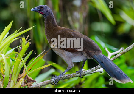 Un Chachalaca à tête grise (Ortalis cinereiceps) Banque D'Images