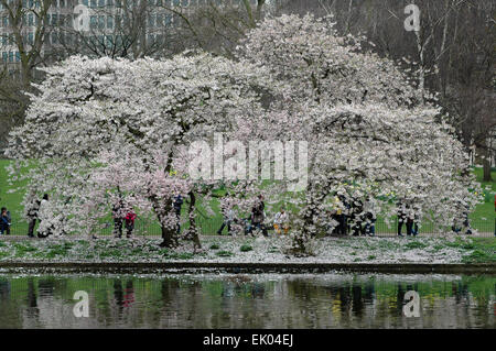 London, UK, 3 avril 2015. St James Park devant le palais de Buckingham a été occupé que les gens ont fait le plus d'un ciel couvert début de l'Easter Bank holiday pour apprécier les oiseaux et fleurs dans le parc. Les pélicans sont populaires avec la foule. Credit : JOHNNY ARMSTEAD/Alamy Live News Banque D'Images