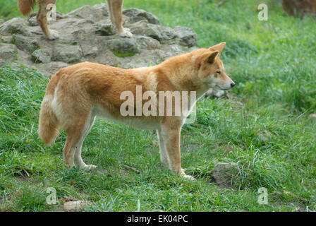 Dingo australien au moment de l'alimentation attendent Cleland Wildlife Park Adelaide (Australie) Banque D'Images