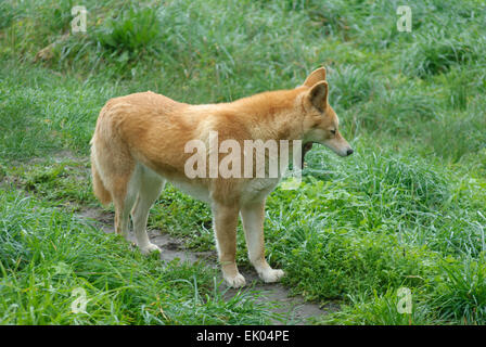 Dingo australien au moment de l'alimentation attendent Cleland Wildlife Park Adelaide (Australie) Banque D'Images